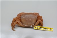 藏品(肉球近方蟹)的圖片